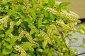 Henry's Garnet Itea Virginica Plant – 12-Inch Virginia Sweetspire Shrub in 4-Inch Container for Borders & Gardens