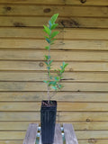 Witch Hazel Trees 6-12 Inches Live Plants, Hamamelis virginiana, Bare Root Shrubs for Wildlife Habitat, Ornamental Garden Plants