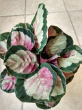 Calathea Dottie Houseplant - Small Rooted Calathea Roseopicta with Free Cutting - Indoor Foliage Plant