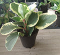 Peperomia Obtusifolia Houseplant | Small Rooted Plant + Free Cutting | Easy Care Indoor Garden