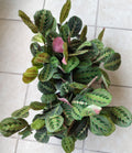 Maranta Leuconeura Red Prayer Plant - Small Rooted Indoor Plant - Easy Care, Vibrant Red Veins, Low-Light Tolerance