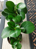 Peperomia Green Plant - Rooted Small Houseplant with Free Cutting - Peperomia obtusifolia - Easy Care Indoor Garden