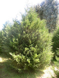 Murray Leyland Cypress Shrubs 3" Containers, Evergreen Hedge Plants, Fast Growing, Cupressocyparis leylandii, Privacy Screen