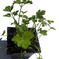 Organic Flat-Leaf Parsley Plant in 2.5-Inch Pot | Live Italian Petroselinum crispum Herb for Cooking