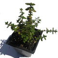 Organic Lemon Thyme Plant 2.5-Inch Pot Thymus vulgaris x citriodorus | Herb for Cooking & Gardens