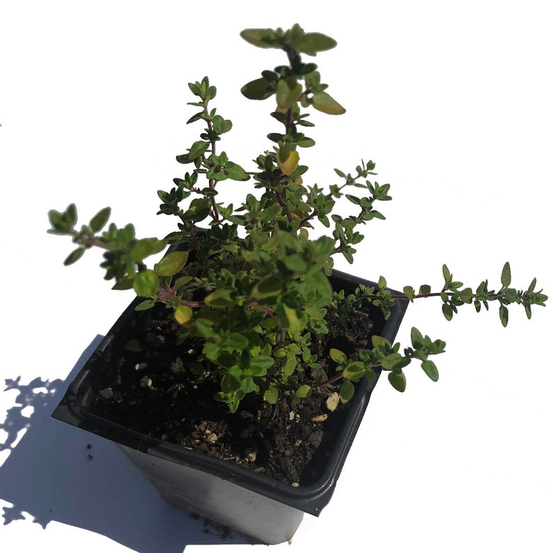 Organic Lemon Thyme Plant 2.5-Inch Pot Thymus vulgaris x citriodorus | Herb for Cooking & Gardens