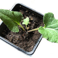 Organic Greater Burdock Plant in 2.5-Inch Pot, Edible Root & Leaves, Arctium lappa, Culinary & Medicinal Herb