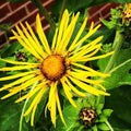 Organic Elecampane Plant in 2.5-Inch Pot, Pesticide-Free Inula Helenium, Herbal Garden, Pollinator Friendly, West Virginia Grown