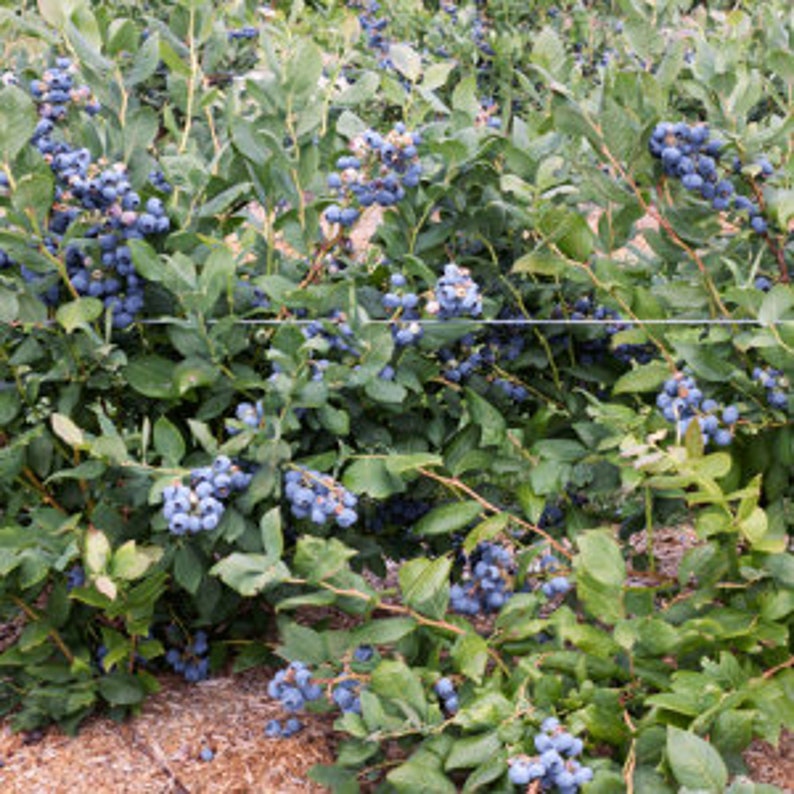 Tiff Blue Blueberry Bush – 24-36 Inch Vaccinium corymbosum – Drought & Disease Resistant, Sweet Berries, Full Sun, Live Plant