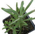 Organic Lavender Plant 2.5-Inch Pot Lavandula angustifolia Fragrant Herb for Garden & Indoor