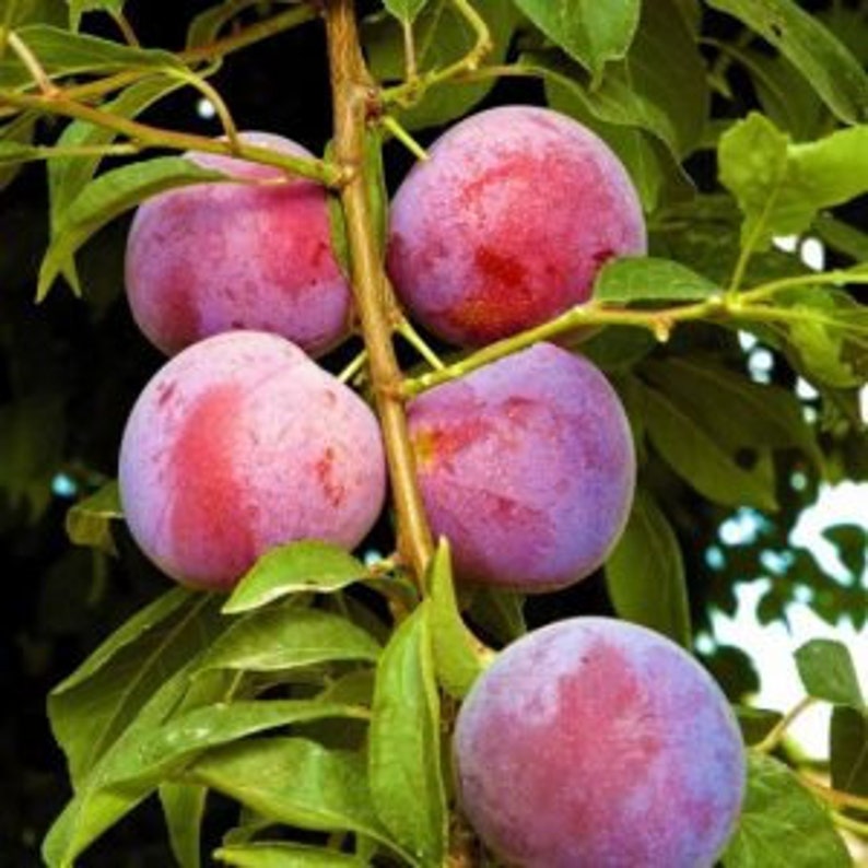 Methley Plum Tree, 24-36 Inches, Reddish-Purple Fruit, Prunus salicina, Heavy Bearer, Early Season, Zone 5-9