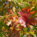 Northern Red Oak Tree Sapling 2-3 ft Quercus rubra Fast Growing Fall Color Bristle-tipped Leaves