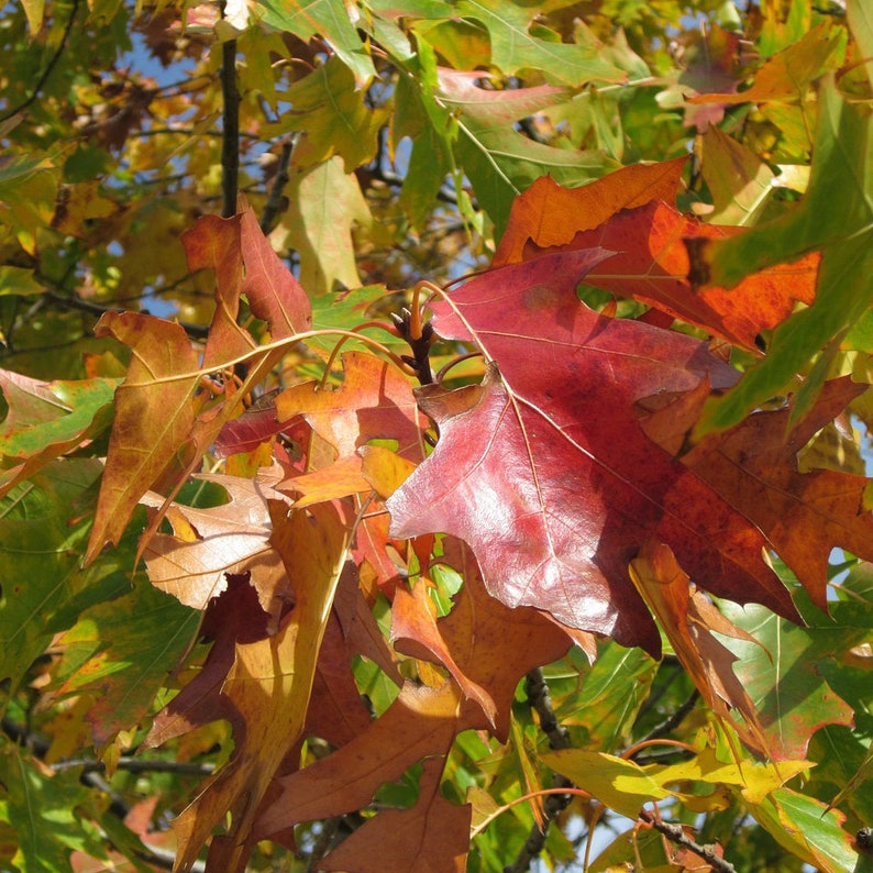 Northern Red Oak Tree Sapling 2-3 ft Quercus rubra Fast Growing Fall Color Bristle-tipped Leaves
