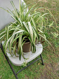 Small Spider Vittatum Plant with Free Cutting - Chlorophytum comosum Indoor Houseplant, Easy Care, Variegated Foliage