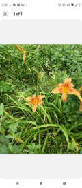 Day Lily Bare Roots (250) Orange Perennial Flowers - Hemerocallis, Fragrant, Ideal for Hot Weather States