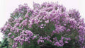Lilac Bush Bare Root Starts 50 Count Purple & White Fragrant Perennial (Syringa vulgaris) - Ideal for Hot Weather Conditions