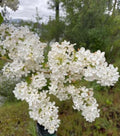 Bare Root Lilac Bush Set of 6 - Purple & White Fragrant Perennials - Syringa vulgaris