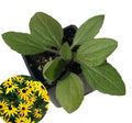 Organic Black-eyed Susan Plant in 2.5-inch Pot - Rudbeckia hirta, Native Pollinator Flower, Deer Resistant, Hardy Perennial