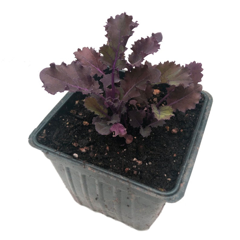 Organic Scarlet Kale Plant in 2.5-Inch Pot - Brassica oleracea var. acephala Heirloom Winter Greens