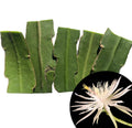 Organic Queen of the Night Cuttings - Epiphyllum oxypetalum - 5 Pieces, 2-3 Inches, Fragrant Night-Blooming Cactus, Indoor Garden Plant