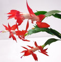 Thanksgiving Cactus Cuttings - 3 Unrooted Red & White Segments - Schlumbergera Truncata Flowering Houseplant Clippings