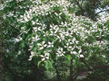 Kousa Dogwood Plant 4-Inch Container Cornus kousa Dark Green Leaves Full Sun Partial Shade