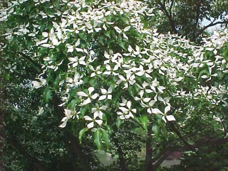 Kousa Dogwood Plant 4-Inch Container Cornus kousa Dark Green Leaves Full Sun Partial Shade