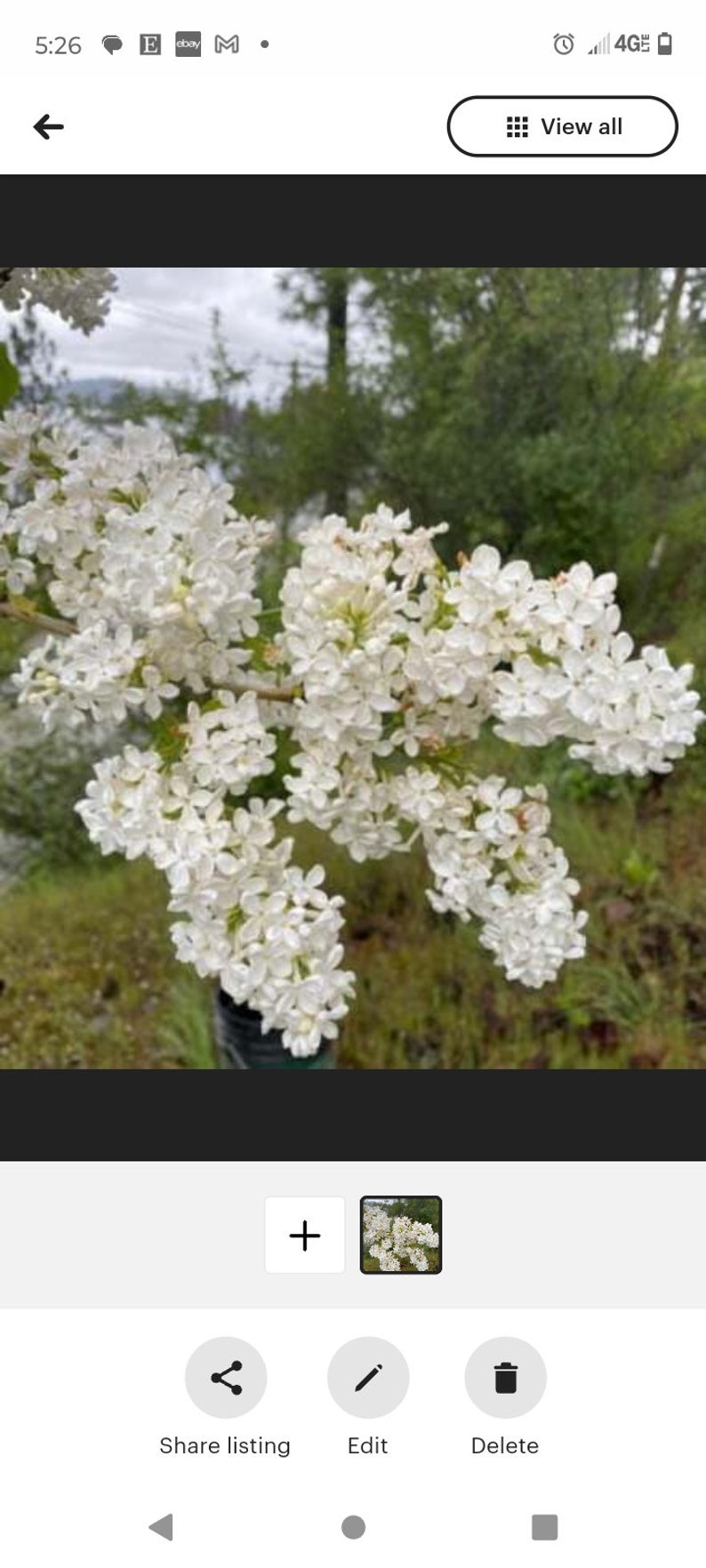 Larger Bare Root White Lilac Starts - 5+ Established Plants - Fragrant Perennial Flowers - Syringa vulgaris