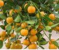 Calamondin Tree in 1/2 Gallon Pot | Citrus × microcarpa Hybrid Fruit Tree for Florida Shipping