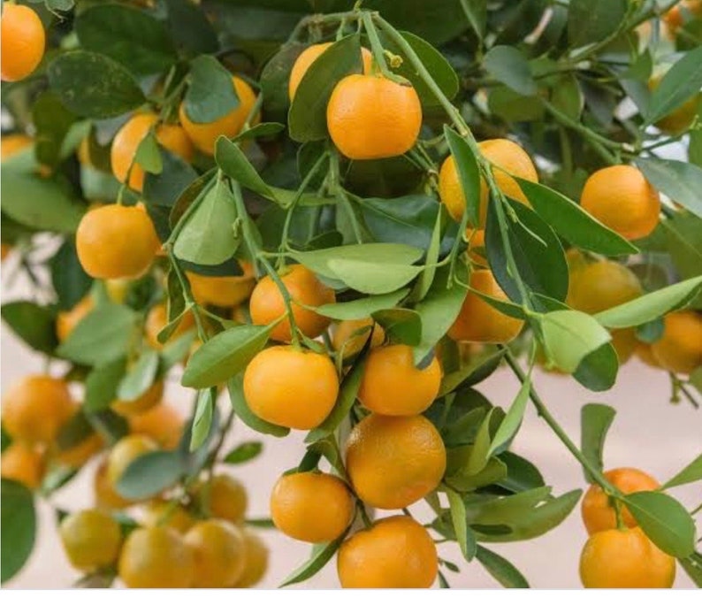 Calamondin Tree in 1/2 Gallon Pot | Citrus × microcarpa Hybrid Fruit Tree for Florida Shipping