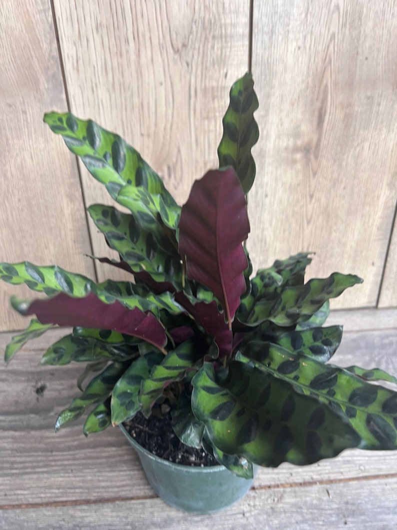 Calathea lancifolia Rattlesnake Plant 4-inch Pot Indoor Ornamental Houseplant with Decorative Leaves