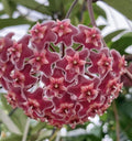 Hoya Pubicalyx Splash Indoor Plant in 6" Pot with Hoop, Waxy Leaves, Dark Pink Flowers, Trailing or Climbing Vine