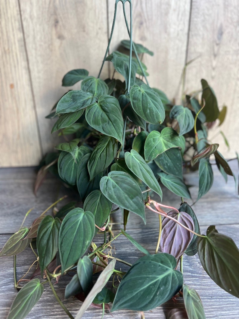 Philodendron Micans Plant in 8" Pot | Velvet Leaves, Trailing Houseplant | Easy-Care Indoor Plant | Philodendron hederaceum var. micans