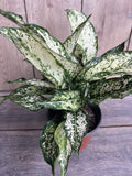 First Diamond Aglaonema Plant in 6" Pot - White Leaves with Green Speckles, Indoor Air Purifying Houseplant
