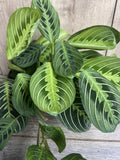 Maranta Lemon Lime Plant in 4" Pot – Easy Care Indoor Houseplant – Maranta leuconeura var. erythroneura 'Lemon Lime'