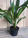 Aspidistra Elatior 'Milky Way' Houseplant in 6" Pot, Hardy Cast Iron Plant with White Specks, Low Light Indoor Plant