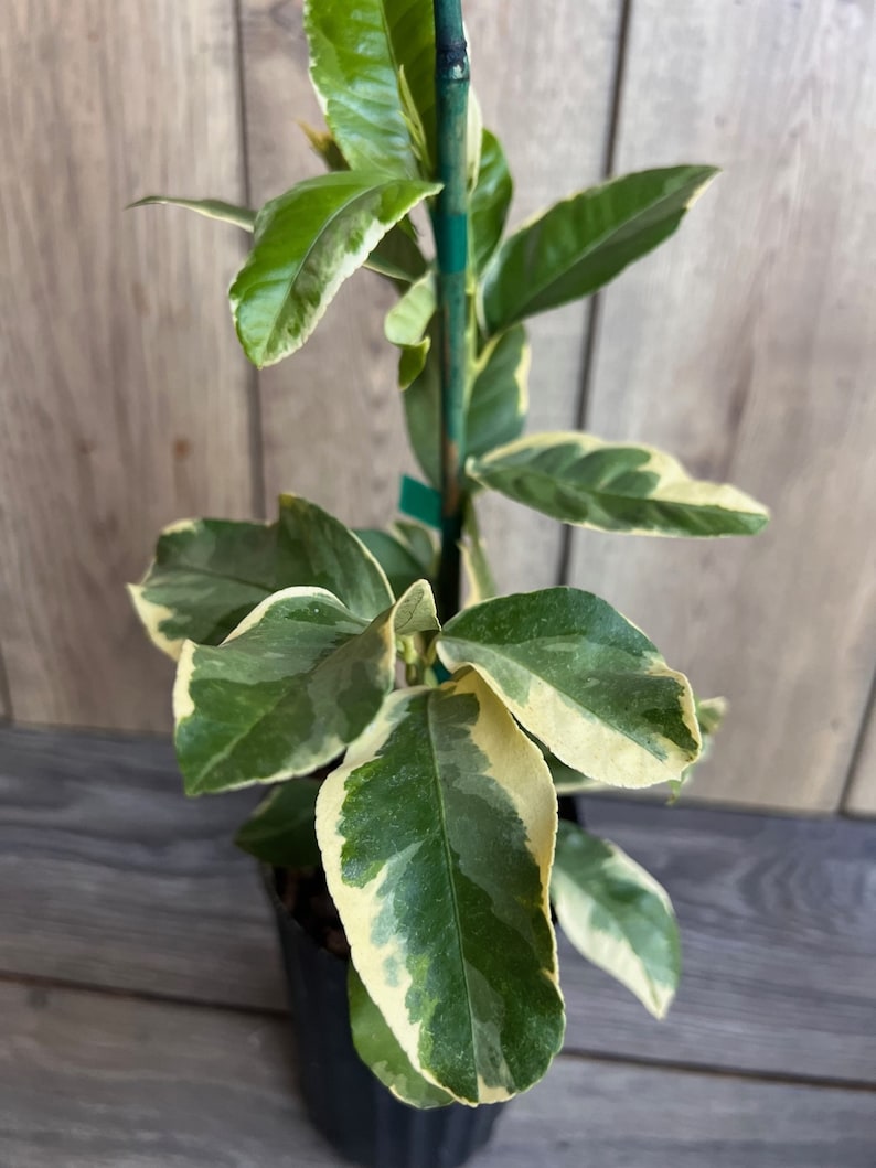 Variegated Pink Lemon Tree in 1/2 Gallon Pot - Citrus limon, Unique Pink-Fleshed Variety for Home or Garden, Florida Shipping Only