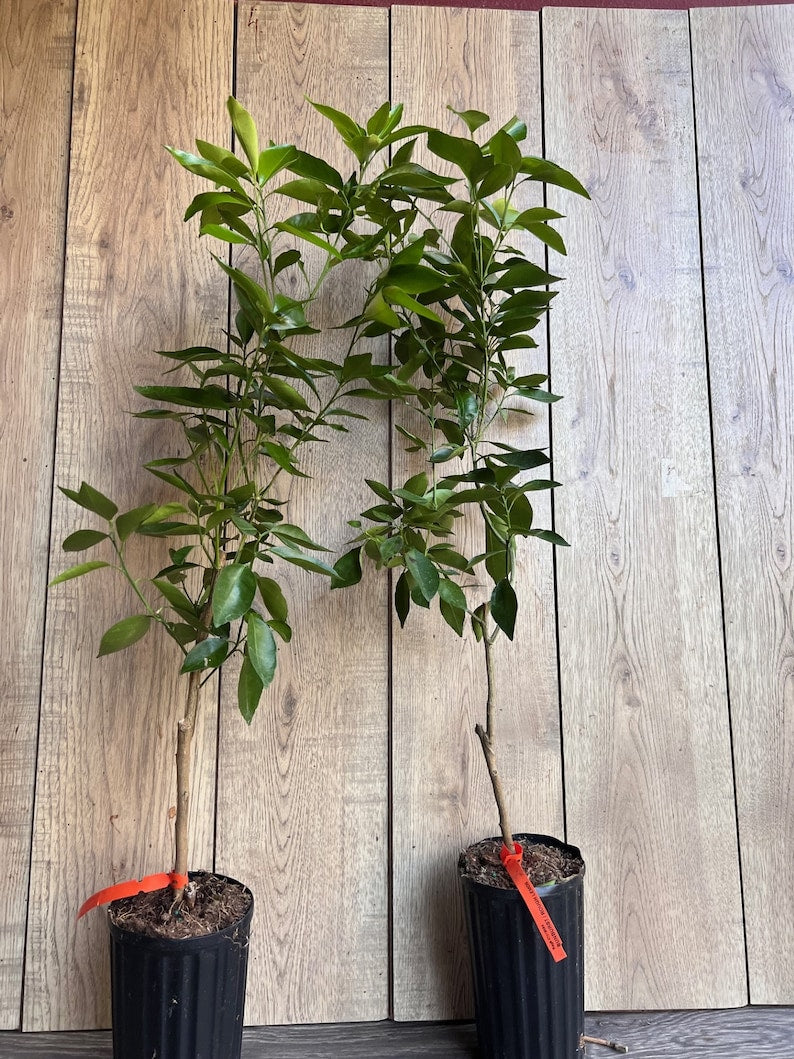 Cara Cara Orange Tree - 1/2 Gallon Grafted Citrus reticulata var. Cara Cara - Pink-Fleshed, Seedless, Florida Shipping