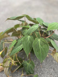 Philodendron Micans Plant in 6" Pot – Velvet Heart-Shaped Leaves, Trailing Houseplant, Easy Care, Indoor Greenery