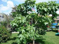Brown Turkey Fig Plants - 4-6" Edible Fruit Tree Ficus carica, Cold-Hardy with Light Green Leaves