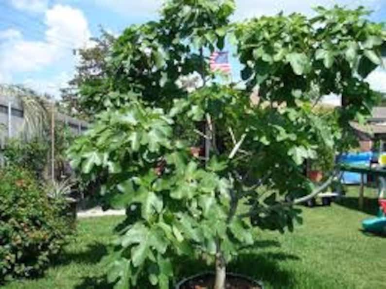 Brown Turkey Fig Plants - 4-6" Edible Fruit Tree Ficus carica, Cold-Hardy with Light Green Leaves