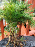 20 Bare Root White Pine Seedlings - Pinus strobus - Fresh from Maine, Hardy Evergreen for Landscaping & Reforestation Projects