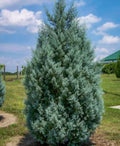 Carolina Cypress Tree 4" Container - Fast Growing Evergreen Taxodium distichum for Zones 7-9