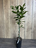 Washington Navel Orange Tree Grafted in 1/2 Gallon Pot - Citrus sinensis - Florida Shipping Only