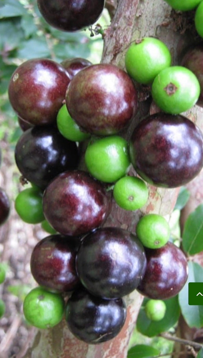 Dwarf Red Jaboticaba Fruit Tree in 4" Pot | Myrciaria cauliflora | Tropical Indoor Bonsai Plant