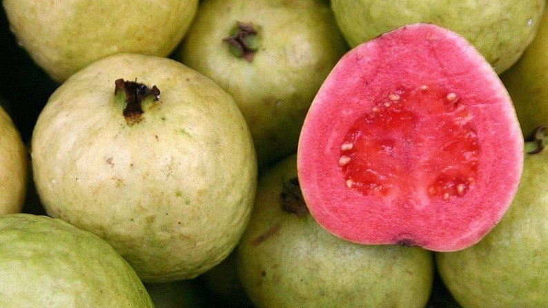 Guava Plant in 6" Pot | Ruby Supreme Psidium guajava | Tropical Pink Edible Landscape Tree