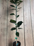 Grafted Shiranui Dekopon Mandarin Orange Tree in Half Gallon Pot | Sweet Citrus, Citrus reticulata | Florida Shipping
