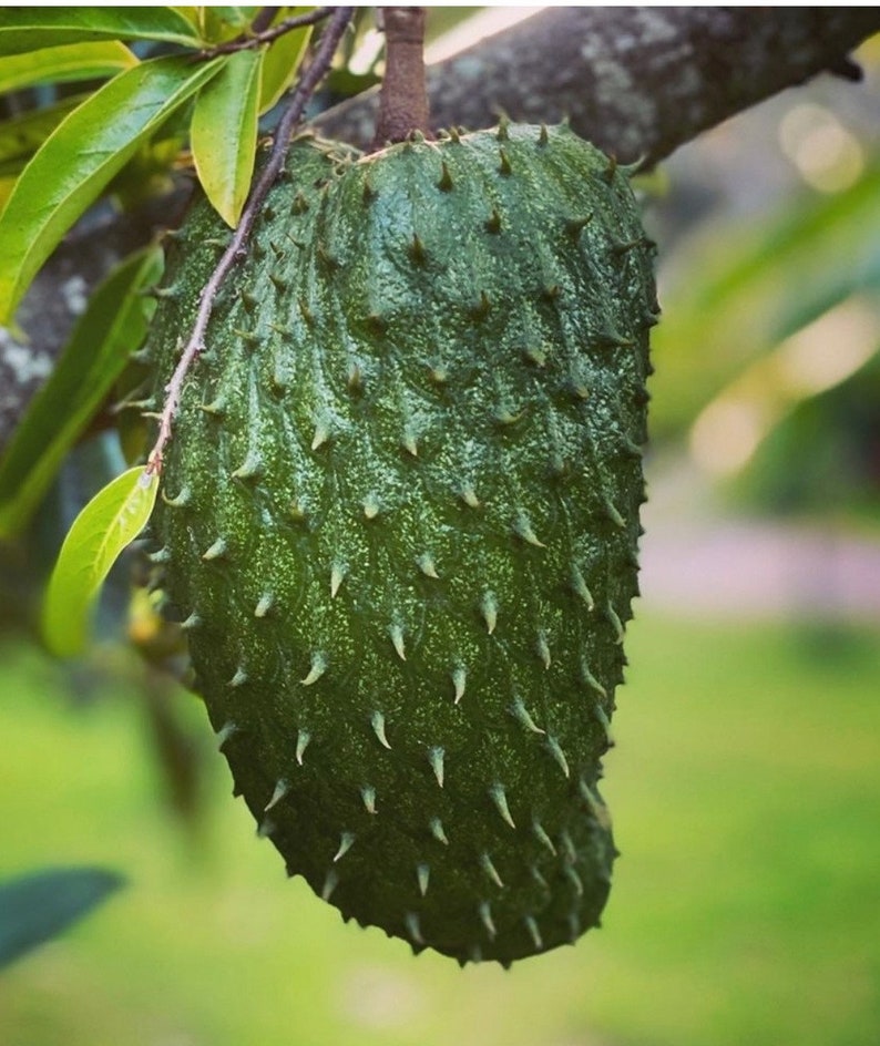 Soursop Tree in Half Gallon Pot | Annona muricata | Tropical Fruit Plant for Garden or Patio