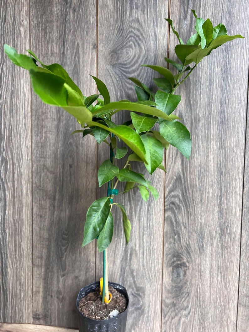 Ponderosa Lemon Tree in 1/2 Gallon Pot | Grafted Citrus | American Wonder Lemon | Citrus limon | Florida Shipping