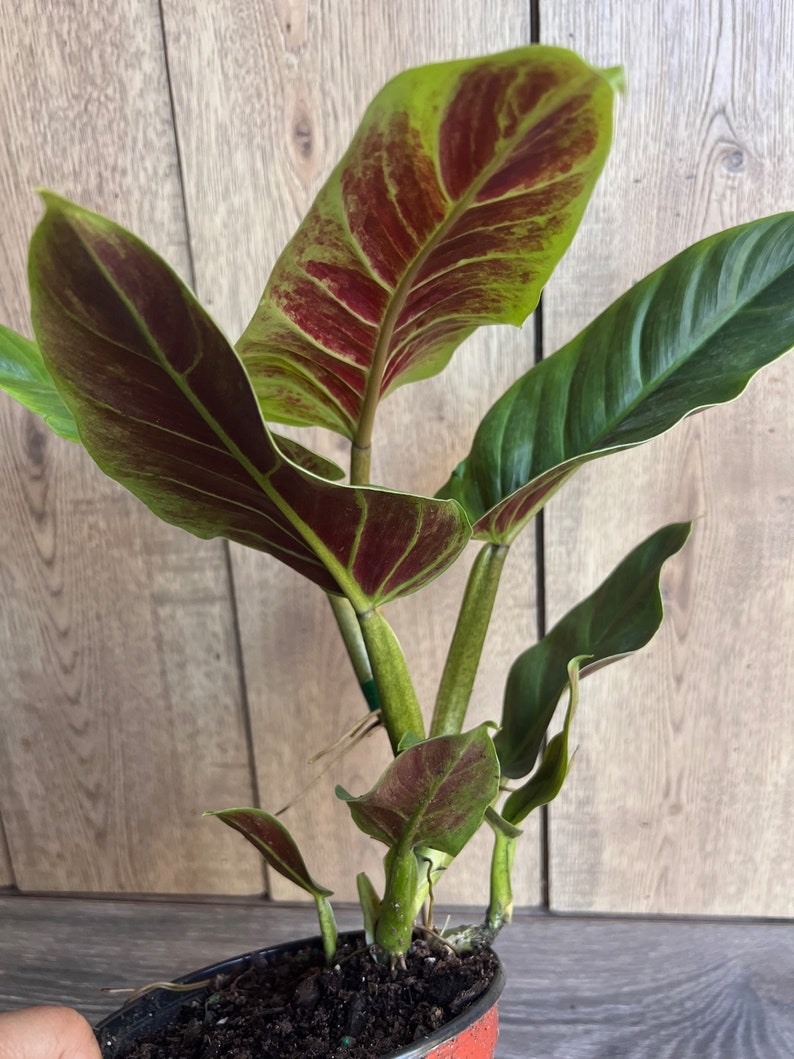Philodendron Subhastatum Plant in 6" Pot | Rare Tropical Climber with Red Underside Leaves | Indoor Houseplant | Araceae